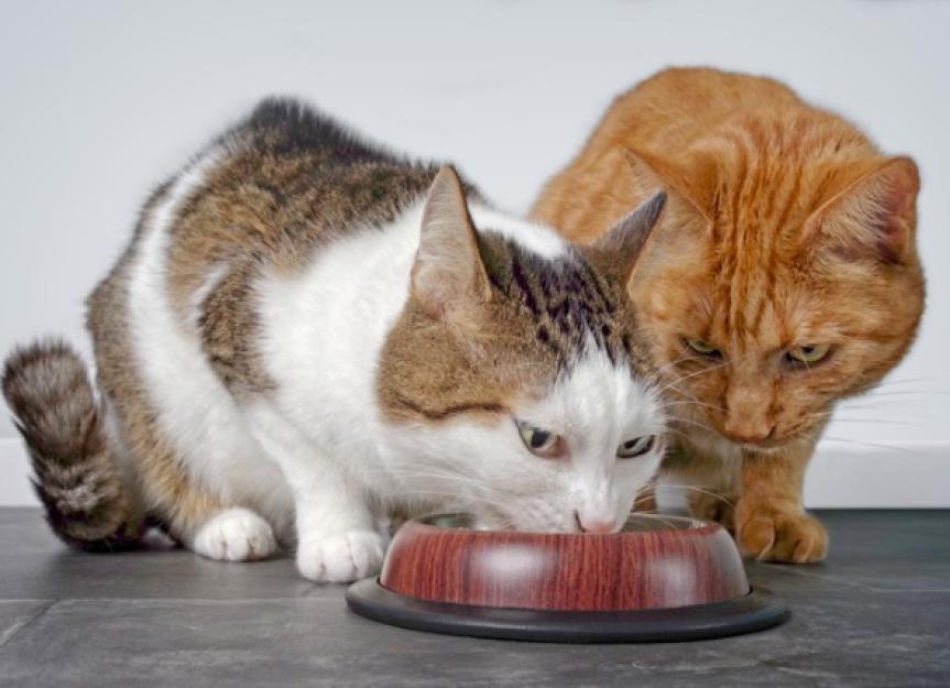 Switching cat from wet to dry food sale