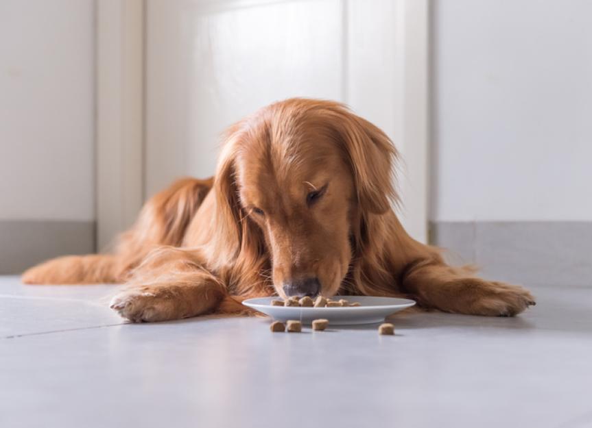 The Best Foods for Dogs With Allergies 