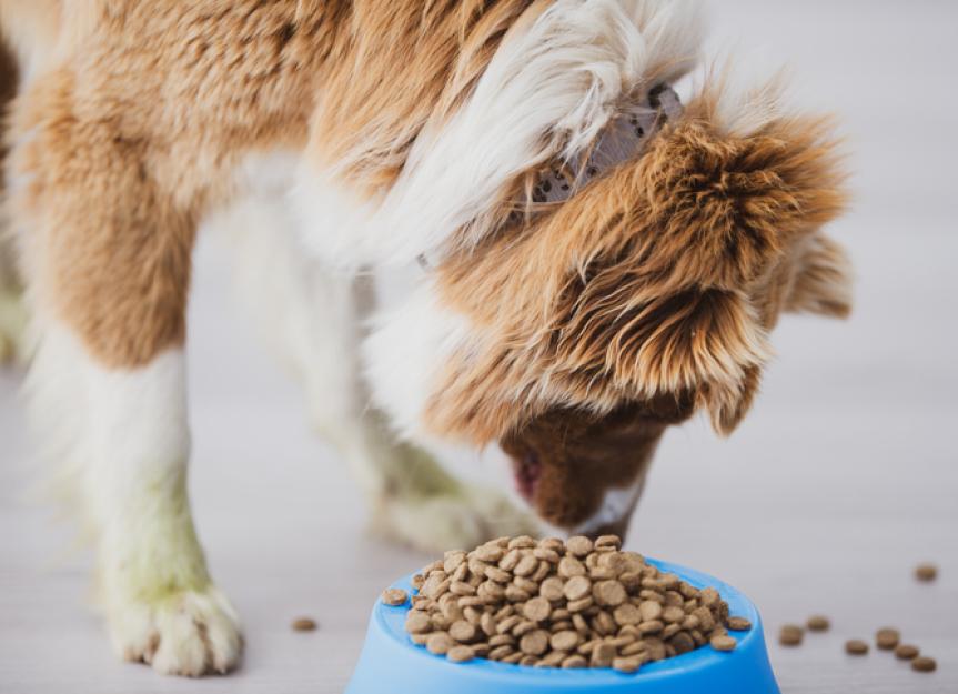 What’s the Best Kind of Dog Food for Weight Loss?
