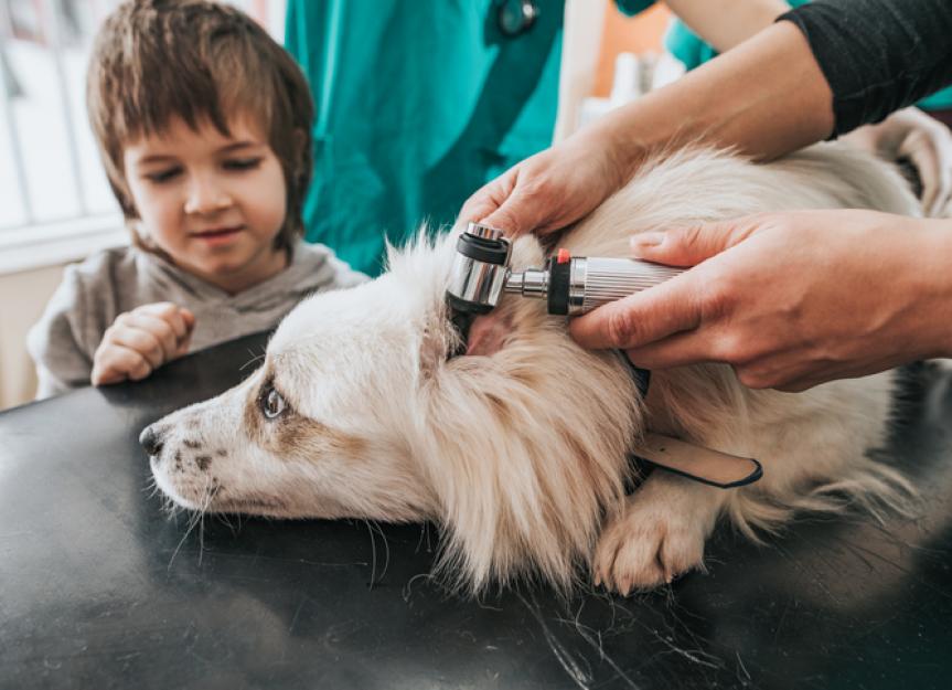 Ear Mites in Dogs Symptoms, Causes, Treatment, and FAQs PetMD