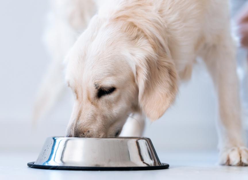 What to Know About Hydrolyzed Protein Dog Food