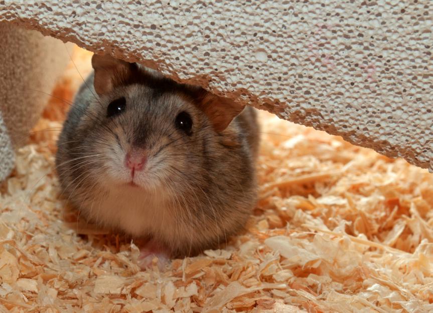 Dwarf hamster mite sales treatment