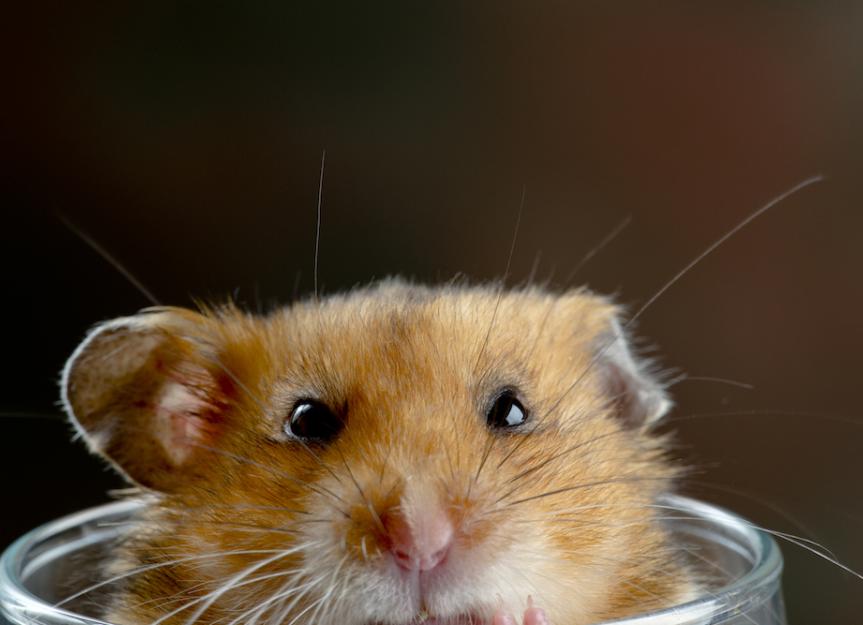 Mites in Hamsters PetMD