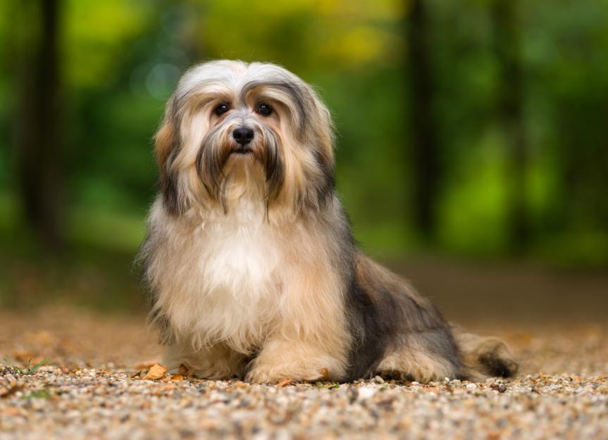 Havanese Dog Breed Health And Care PetMD