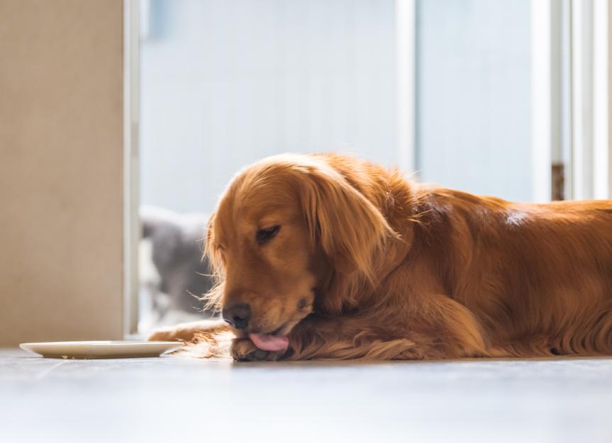 Excessive Licking, Chewing, and Grooming in Dogs