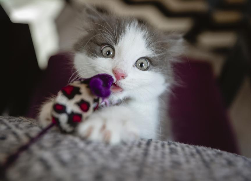 Kitten Teething Guide | PetMD