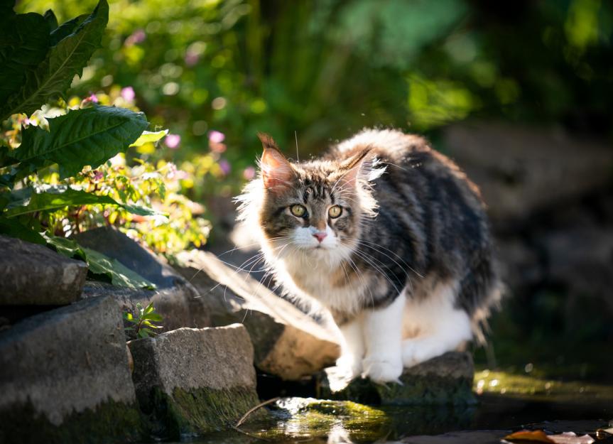 Toad Poisoning in Cats