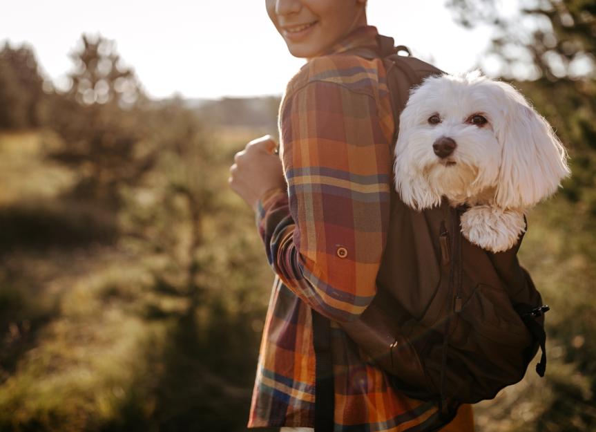 7 Common Bug Bites on Dogs | PetMD