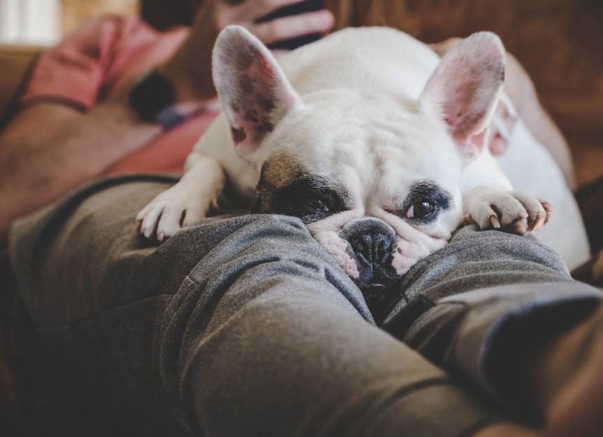 Famotidine (Pepcid®) Pet, Dog and Cat Medication and Prescription