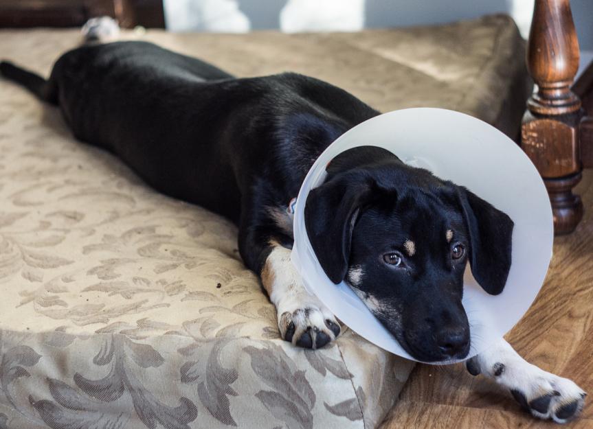 How to Check Your Pet’s Stitches After Surgery