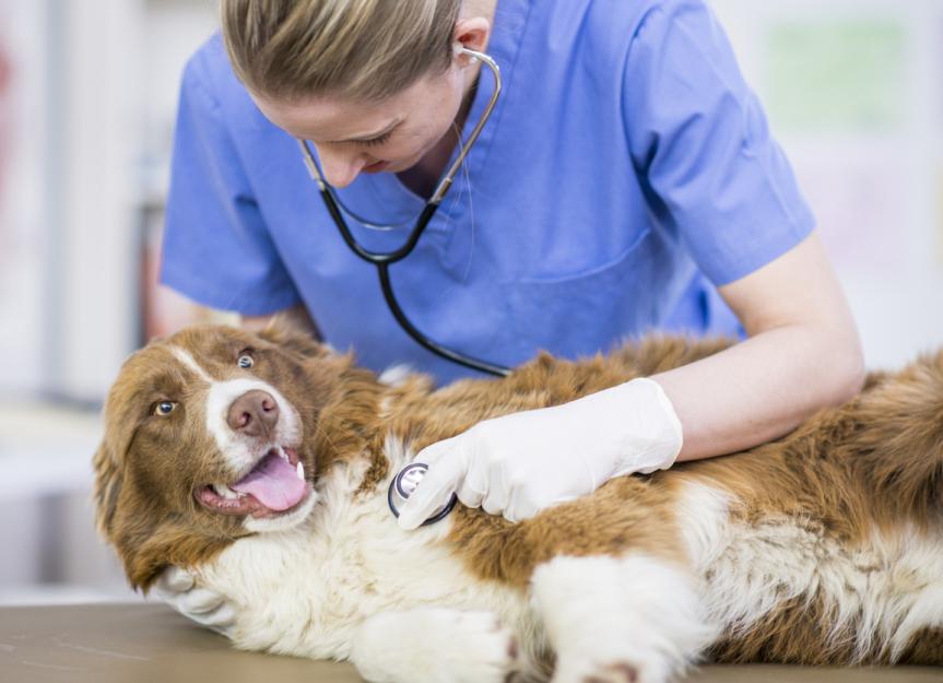 Heart Murmurs in Dogs | PetMD