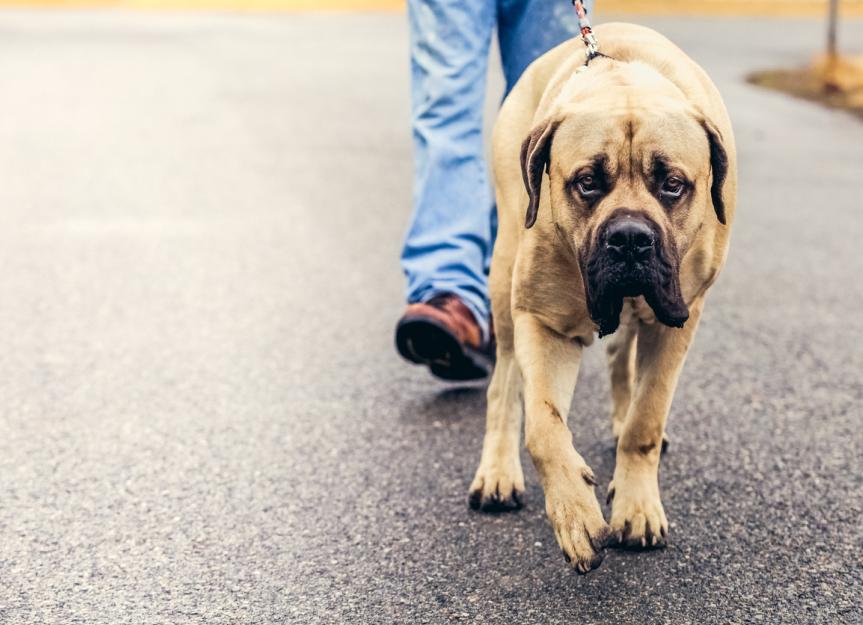 how tall are tibetan mastiff standing on their hind legs