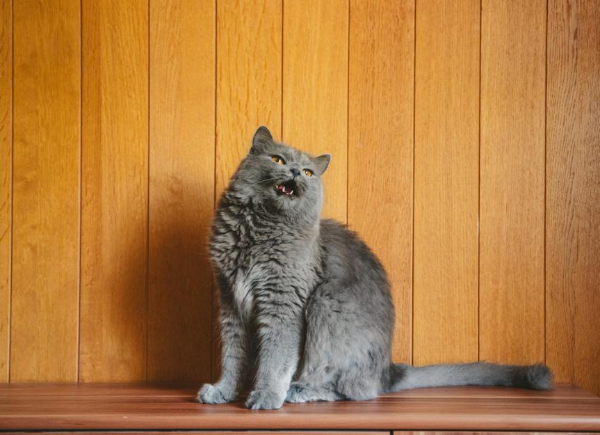 Cat Meowing: What Does it Mean? - Veterinary Medical Center of St
