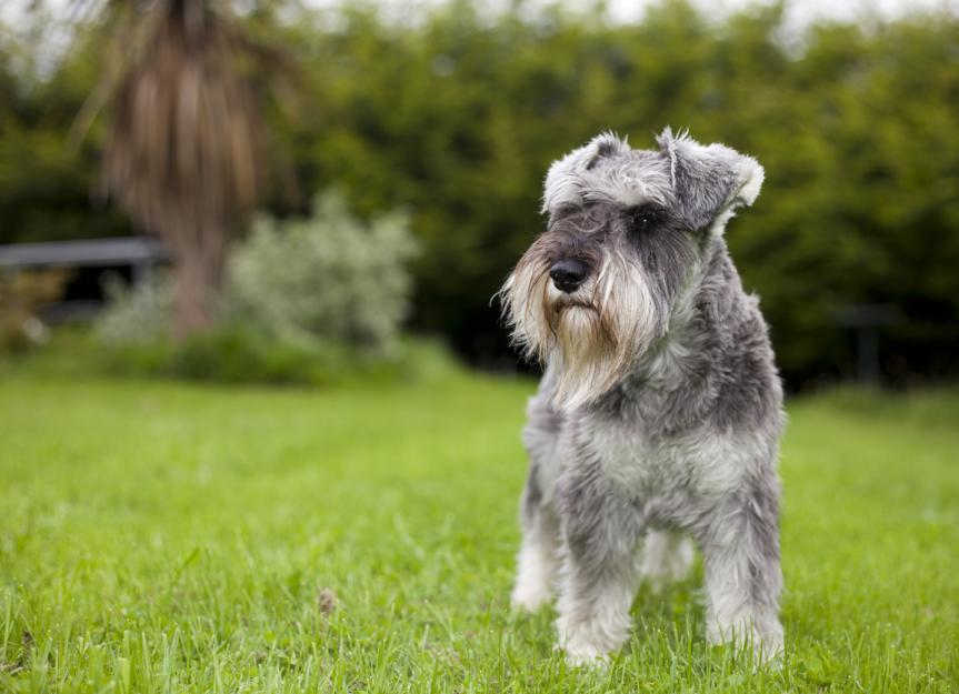 Miniature Schnauzer Dog Breed Health and Care PetMD