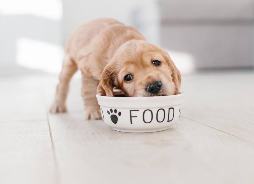 should you wake a puppy to eat