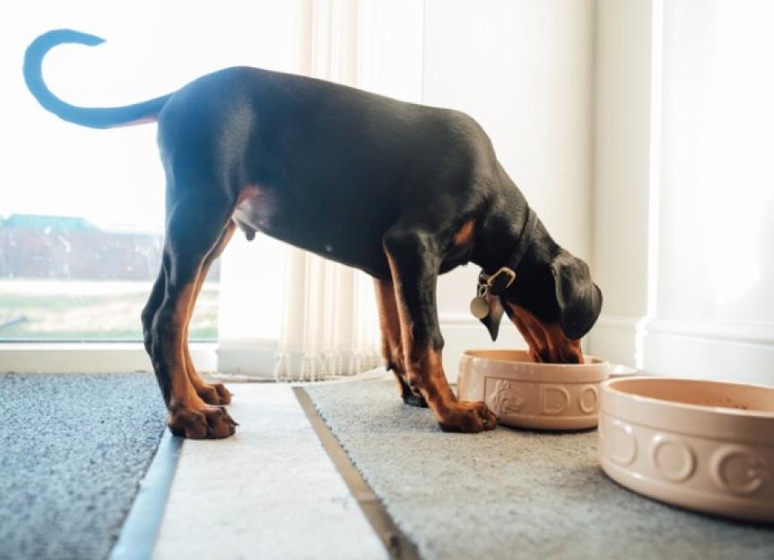 When Should You Switch From Puppy to Adult Dog Food? PetMD