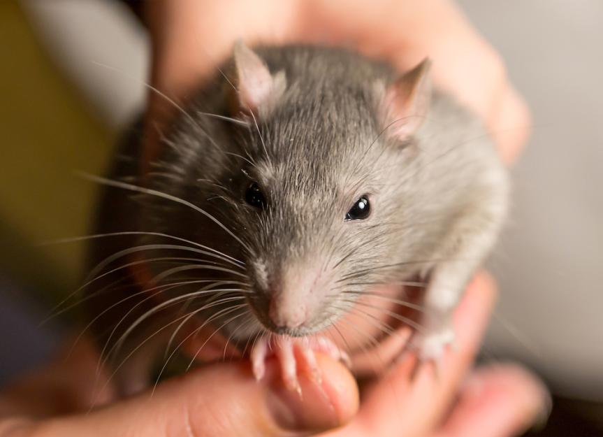 mites-in-rats-petmd