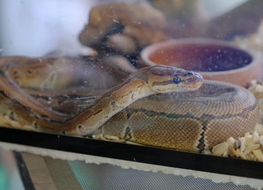 What Do Snakes Eat? PetMD