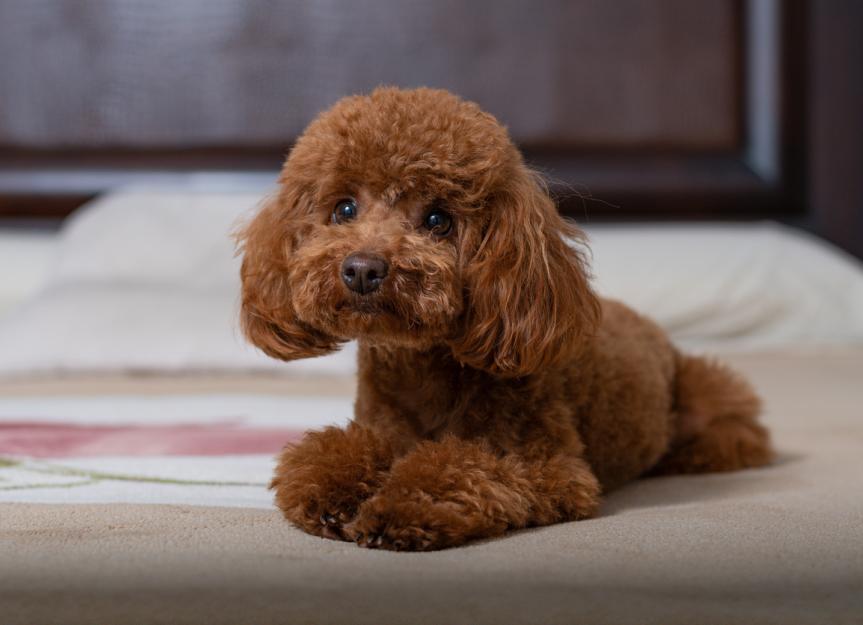 how old can a toy poodle have puppies? 2