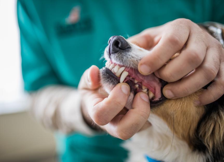 dog teeth extraction