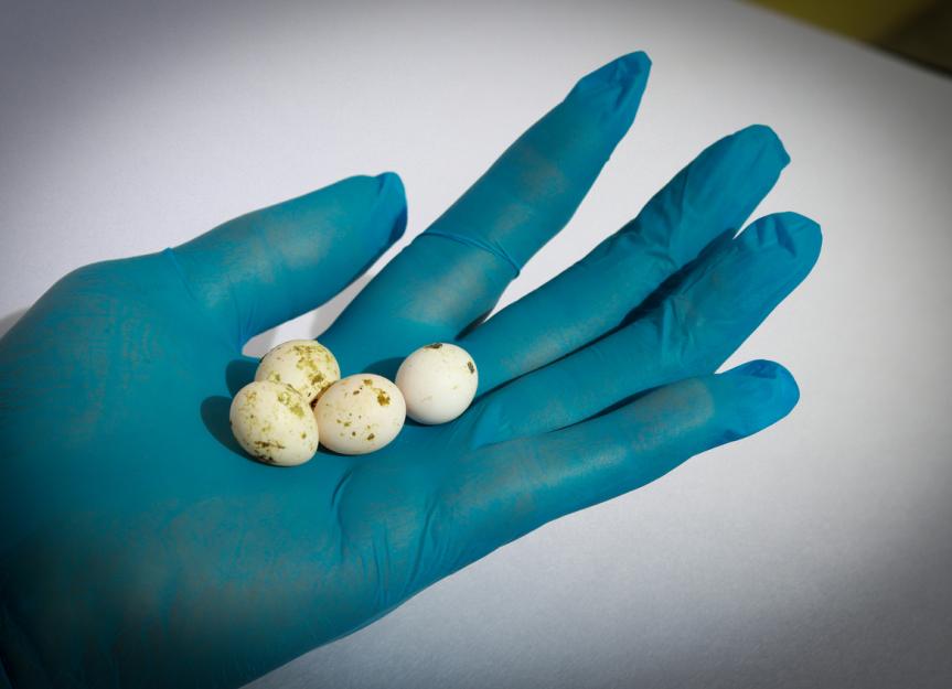 Egg Binding in Birds PetMD