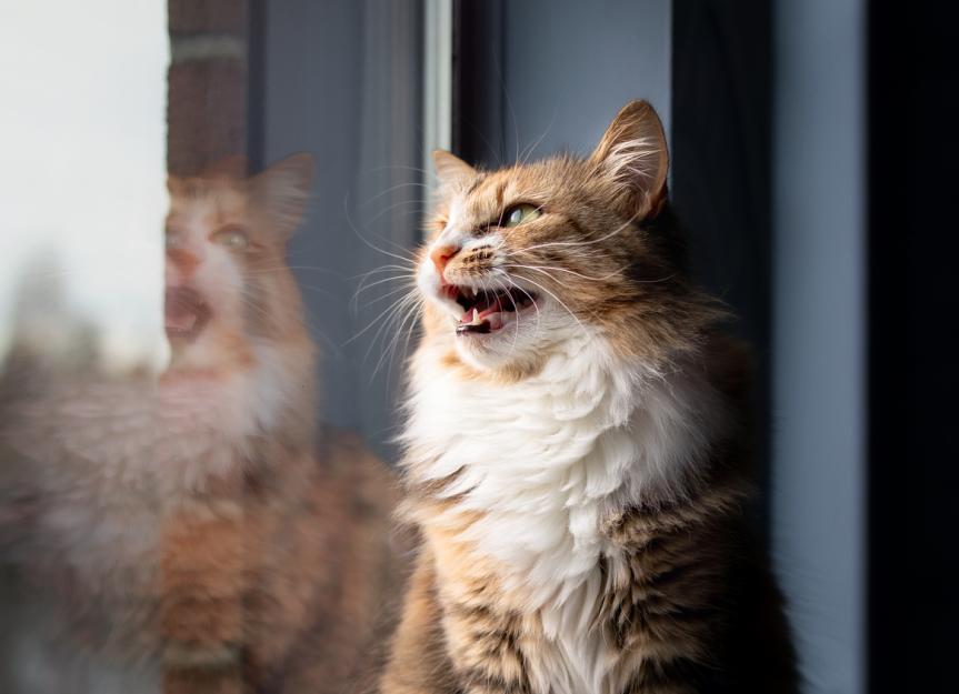 Why Do Cats Hiss at Kittens? A Veterinarian Explains 