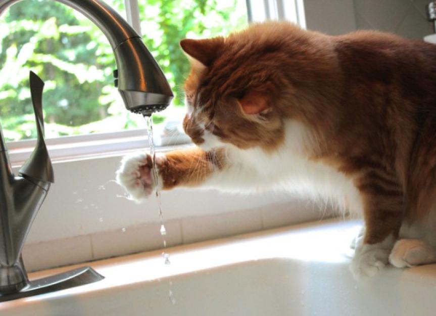 Fresh water for store cats