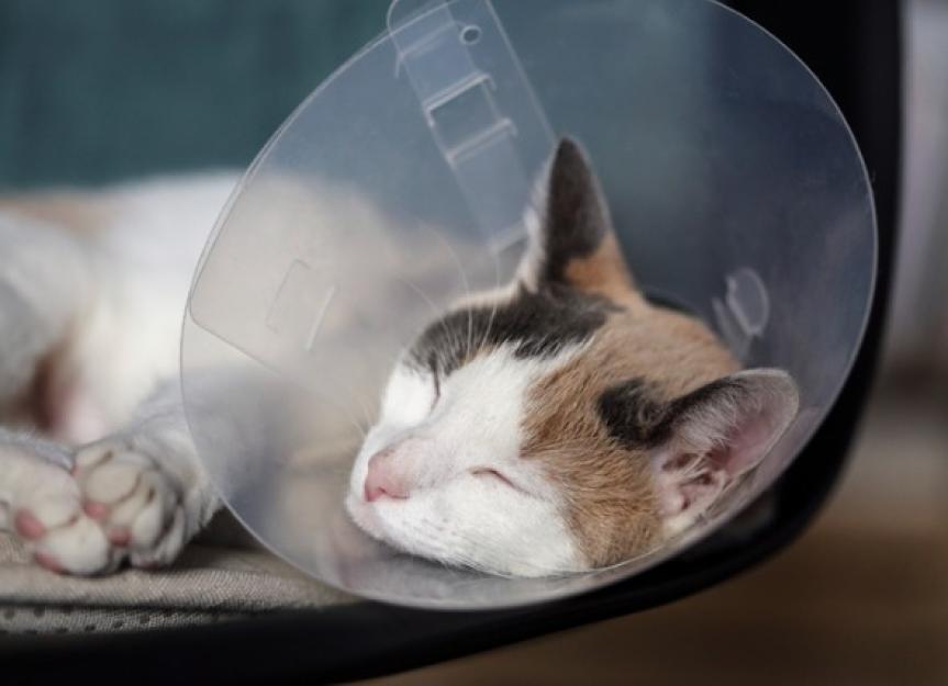 Cat collar 2024 after neutering