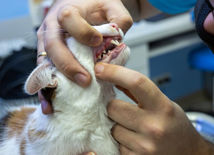 猫的牙齿问题