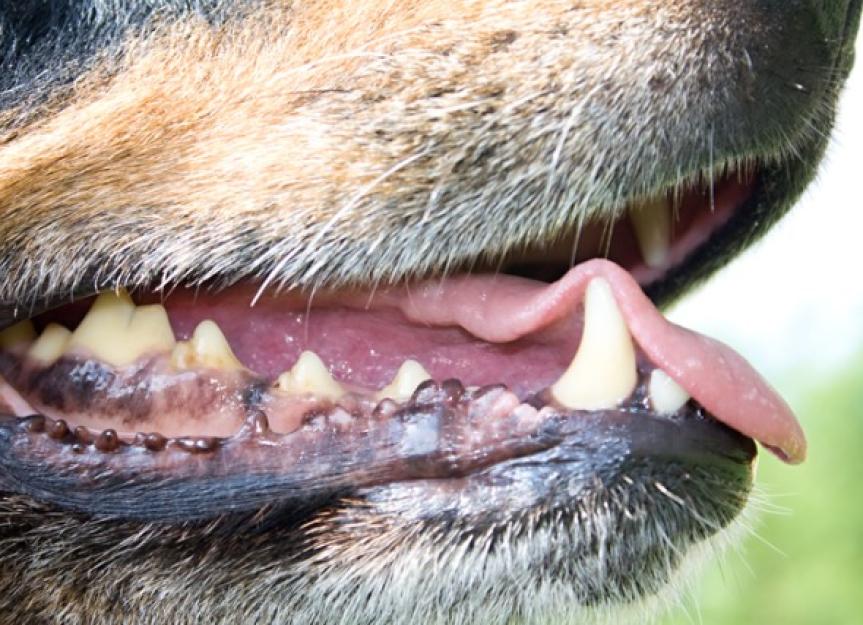 你的狗有健康的牙龈吗?