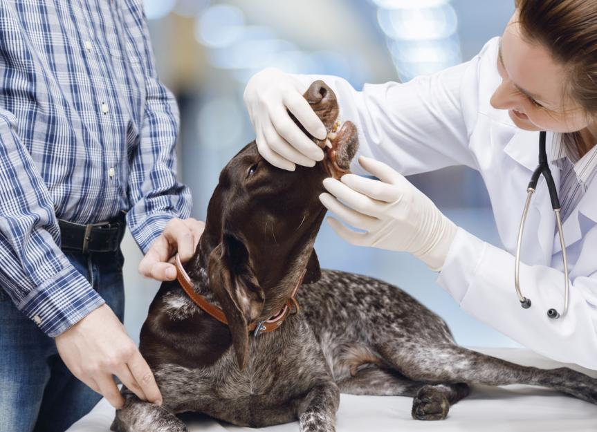 Dental Issues in Dogs