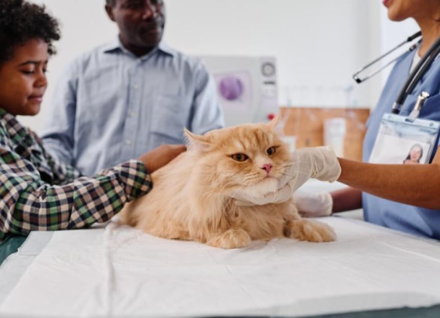 Neurological Disorders in Cats | PetMD