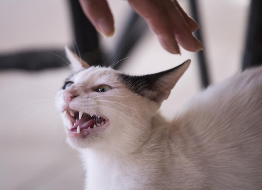 Angry Cat? 8 Ways People Hiss Off Cats