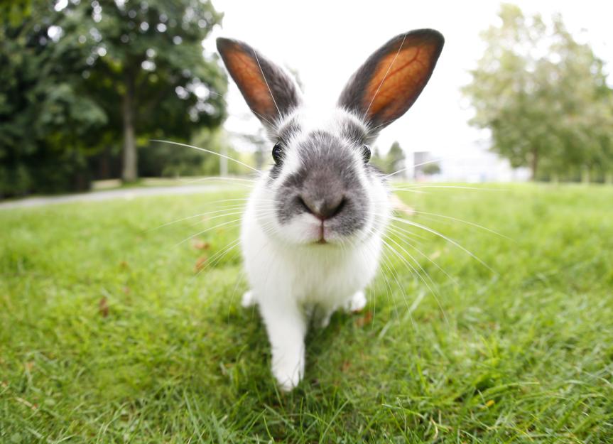 Rabies in Rabbits