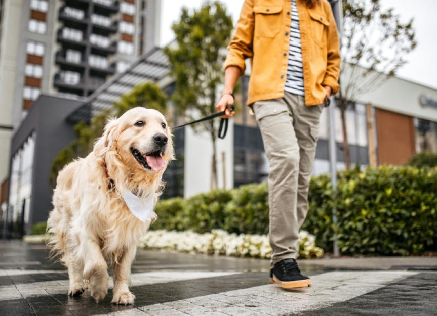when should you start walking your dog