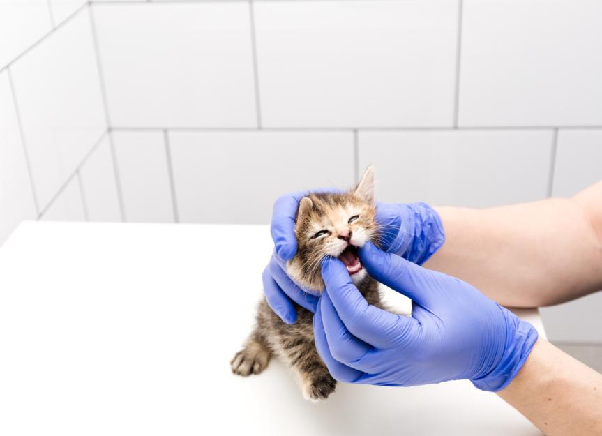 Feline Leukemia Virus (FeLV) | PetMD - Feline Leukemia Virus Kidney Failure Diagnosis Symptoms