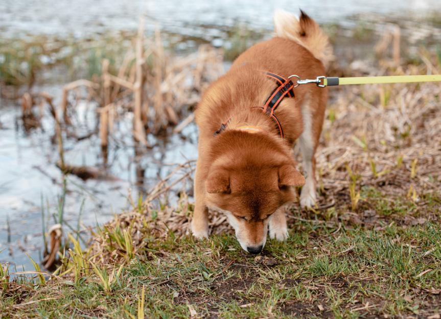 Black Widow Spider Poisoning in Dogs PetMD