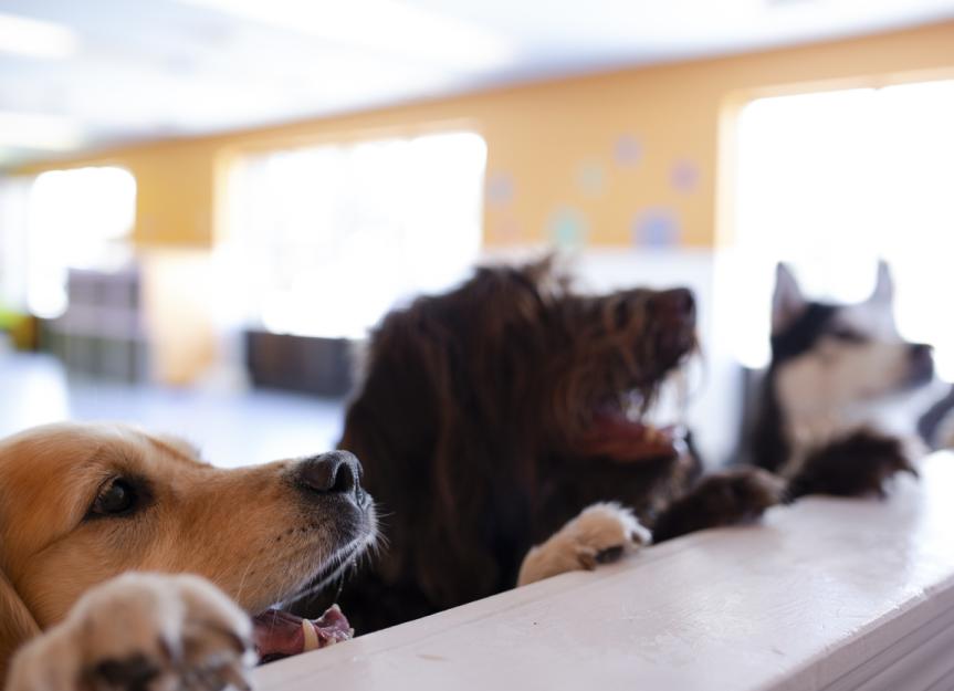 Dog Flu (Canine Influenza) in Dogs PetMD