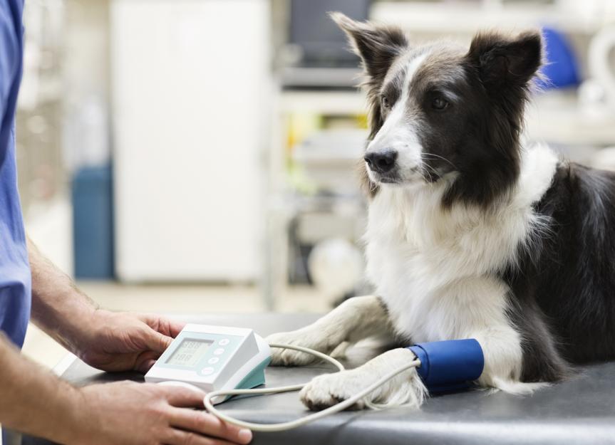 High Blood Pressure In Dogs PetMD