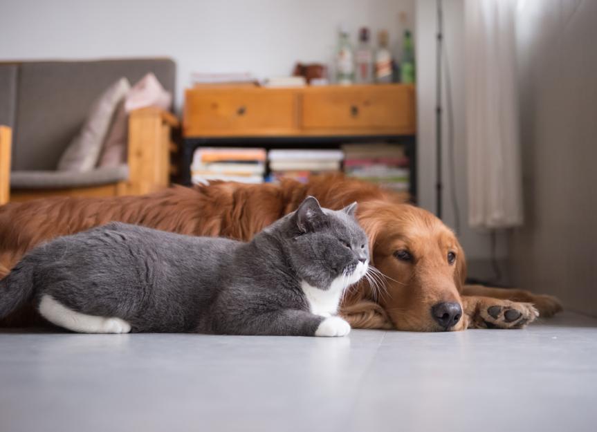 Potassium Citrate Dog, Cat, Pet Medication PetMD PetMD