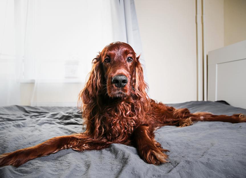 a non typical irish setter can get how big