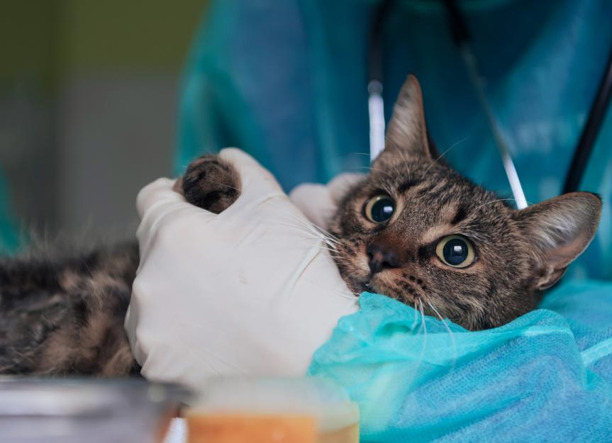 Urethral Obstruction in Male Cats