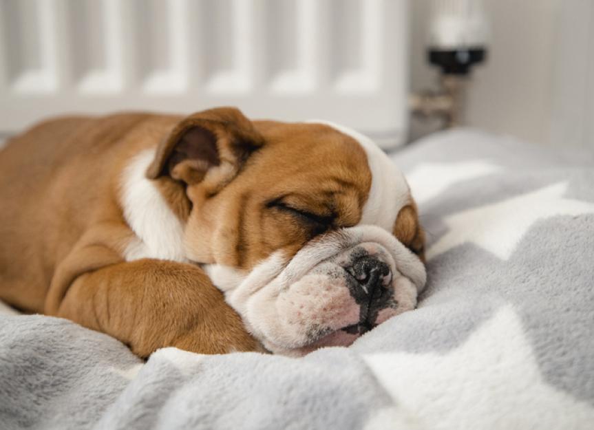 如何让你的小狗有一个健康的睡眠时间表