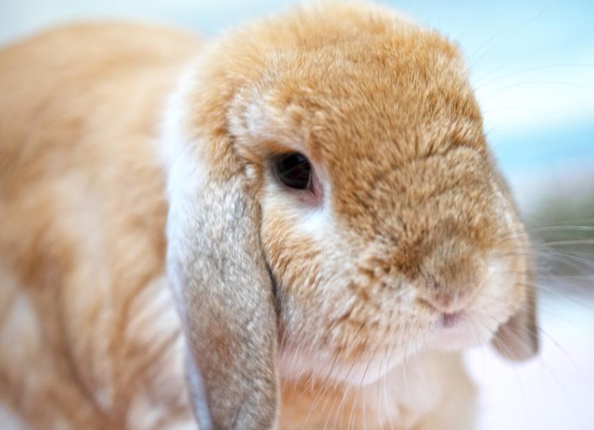 Spinal Column Disorder in Rabbits