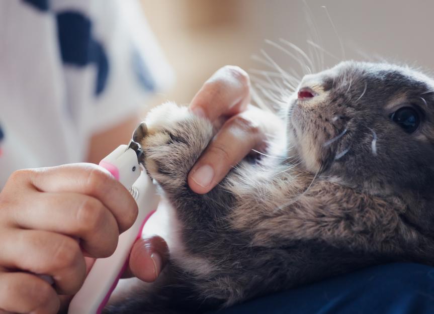 How to Trim a Rabbit's Nails