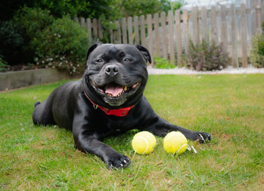 staffordshire bull terrier size - Google Search