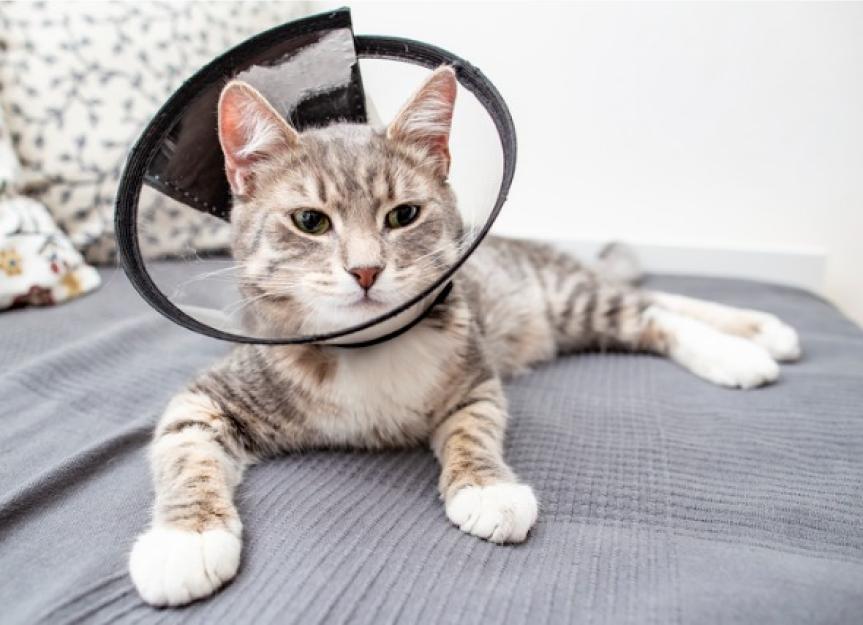 How long does it take for 2024 a kitten to heal after being spayed