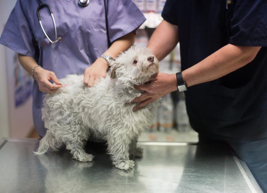 狗身上的肿块:兽医诊断狗身上肿块的4种方法