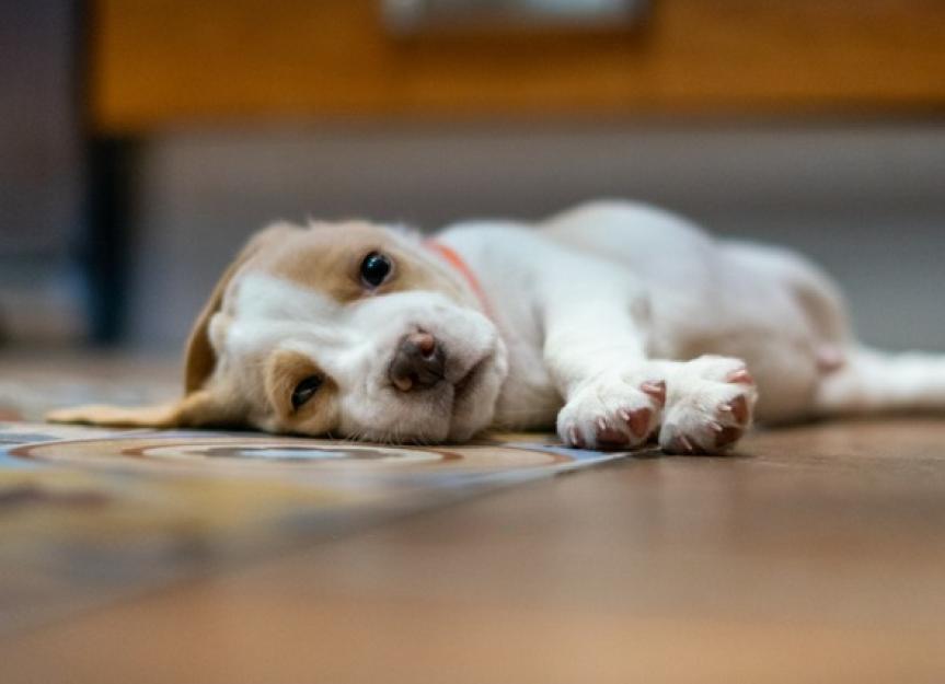 8 week old hot sale puppy throwing up