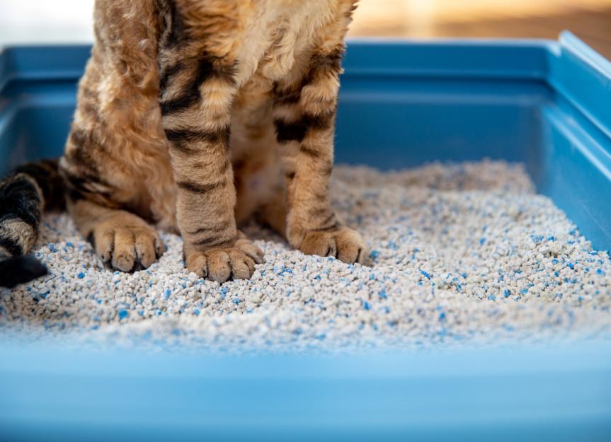 how do i keep my dog out of cat litter